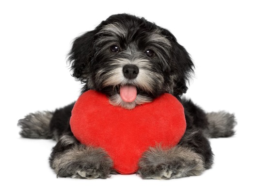 3 Reasons Why You'll Love Bayshore Animal Hospital