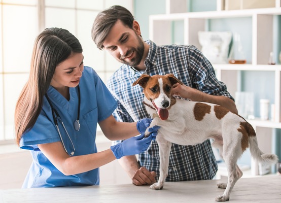 What to Look for in a Port Orange Veterinarian