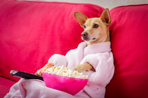 4 Pet-Themed Movie Types to Watch with Your Furry Friends