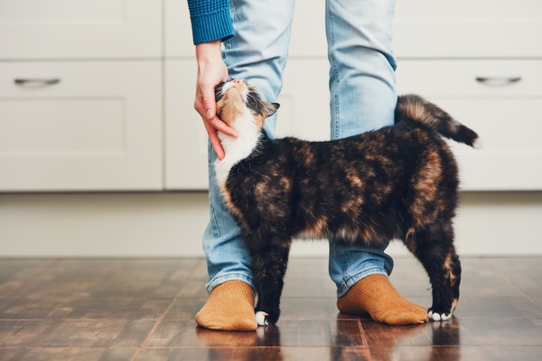 Learn the Language of Your Cat’s Tail