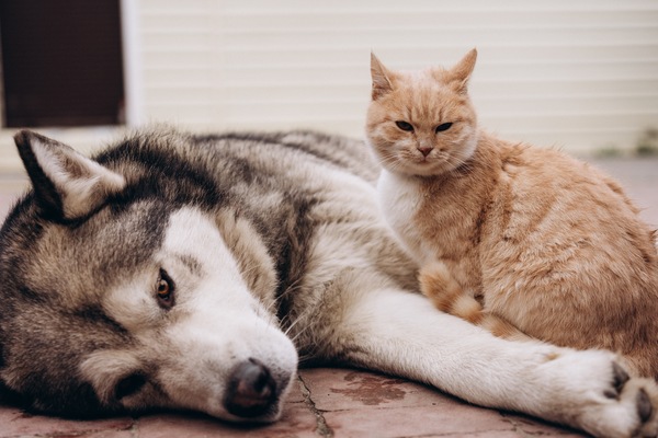 5 Tips from Your Port Orange Vet to Help Your Cats and Dogs Get Along