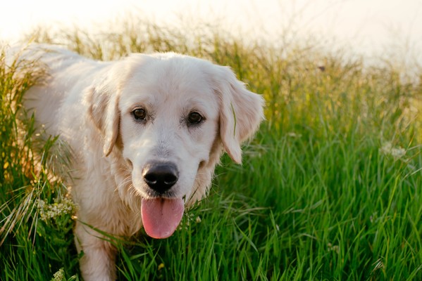 10 Cool Facts About Golden Retrievers