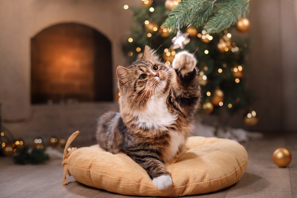 Treat Your Beloved Pets to Happy Holidays with These Gifts