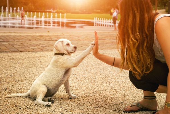 How to Build Trust With Your Furry Companion