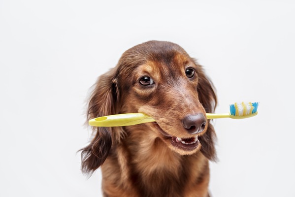How to Take Care of Your Pet’s Dental Health
