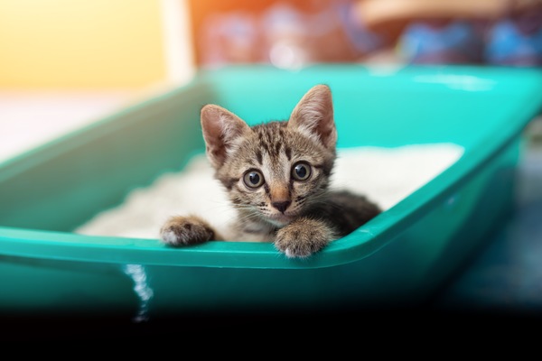 How Often Should a Healthy Cat Use Its Litter Box?