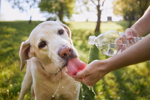 How to Keep Your Pets Safe in the Summer Heat