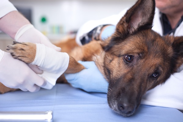 How an Ormond Beach Vet Can Make Surgery Easier on Your Pet