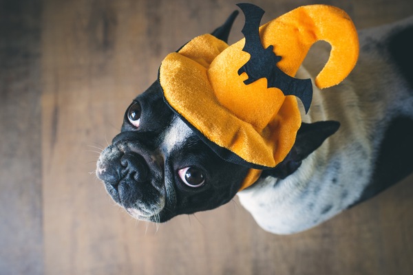 Tall Tails: 3 Halloween Myths About Animals