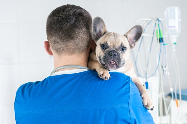 Preparing Your Pet for Vaccination Day with Your Port Orange Vet